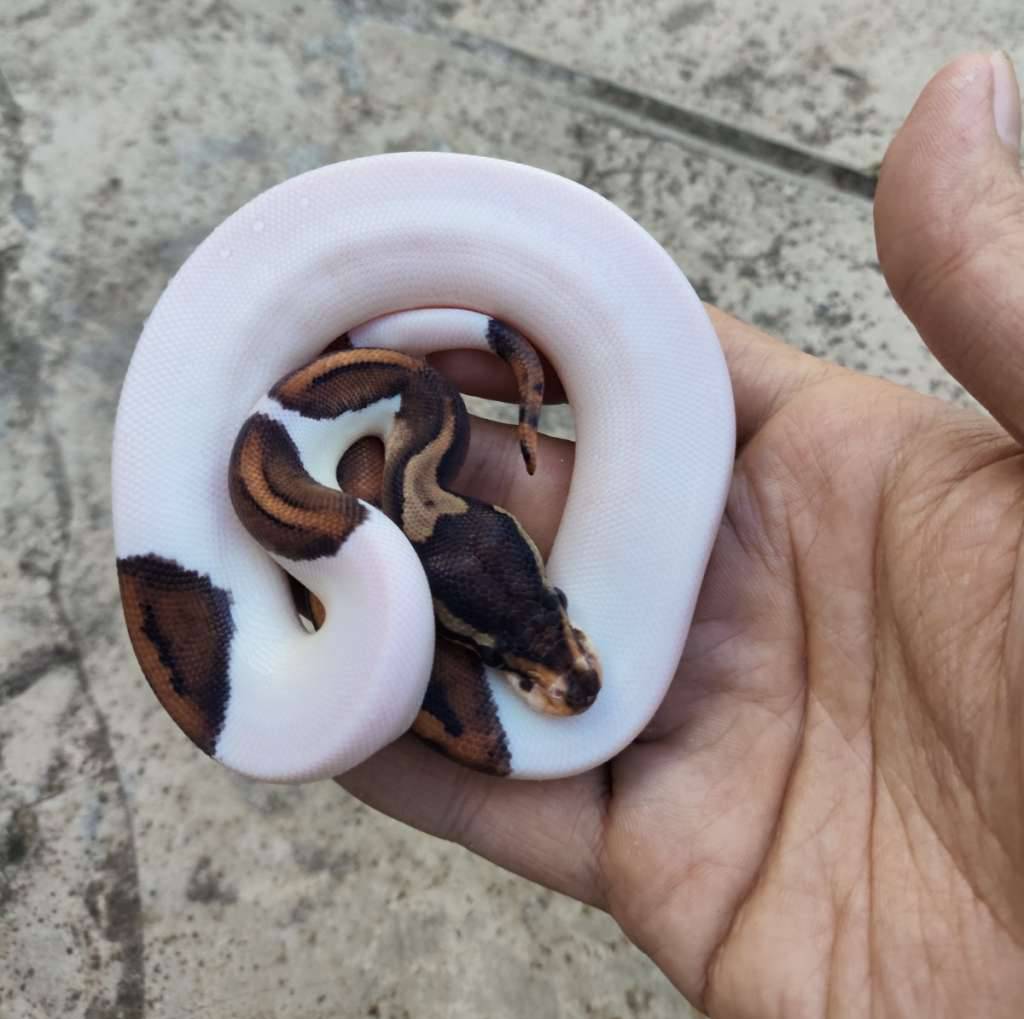 blackpastel-pied-YZDIYBOBOJ