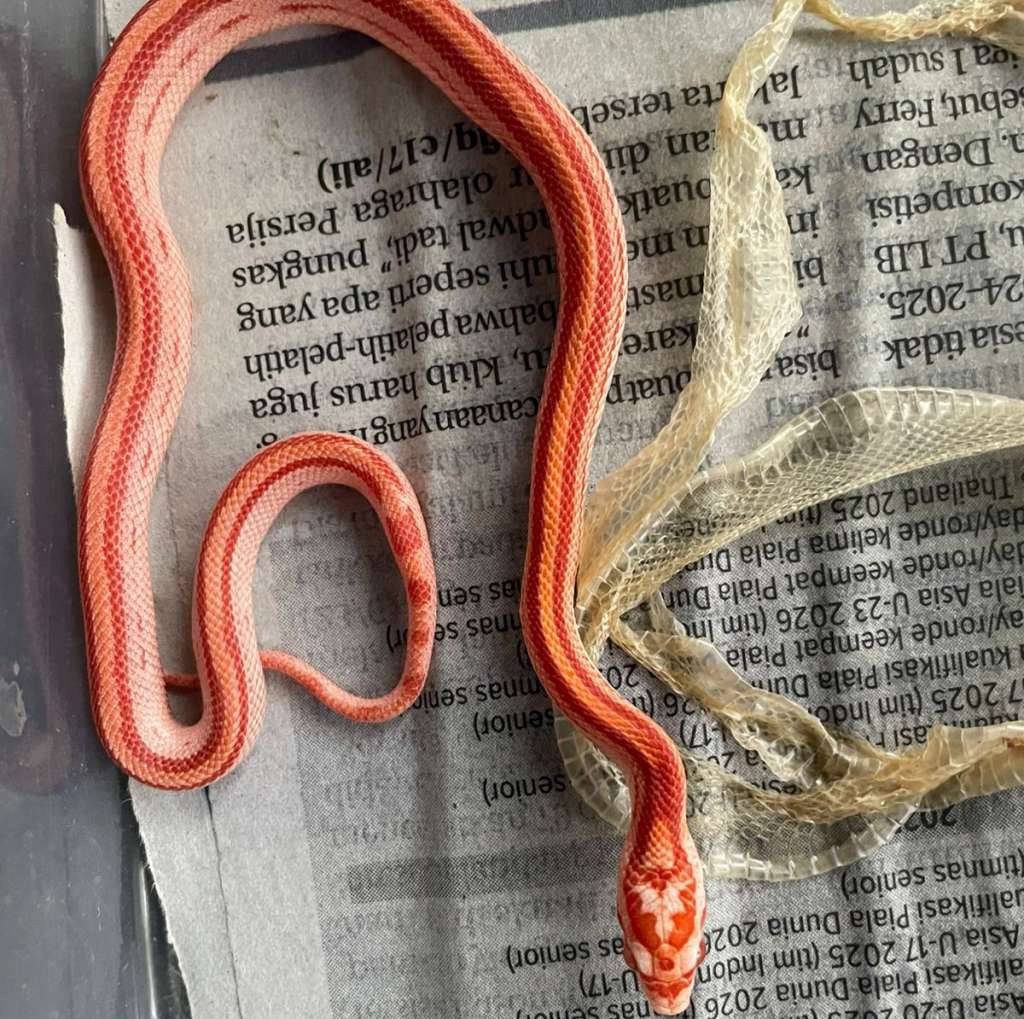 cornsnake-amel-tessera-motley-MTIJ7YGN4D