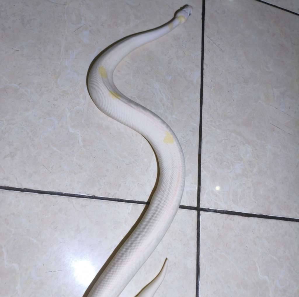 ball-python-super-fire-UAMPG19HBI