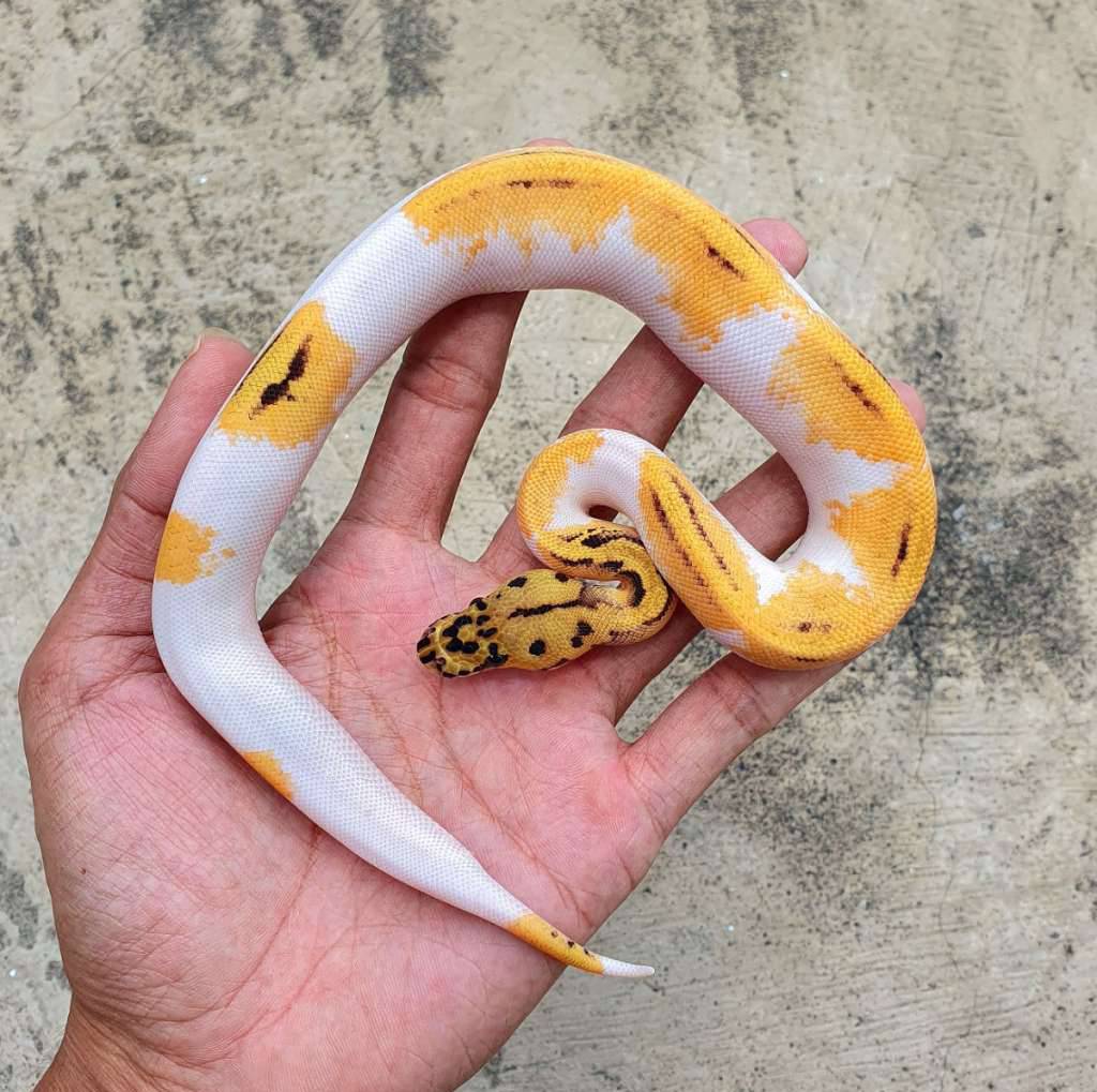 pastel-od-yb-clown-pied-3830ELJ38R