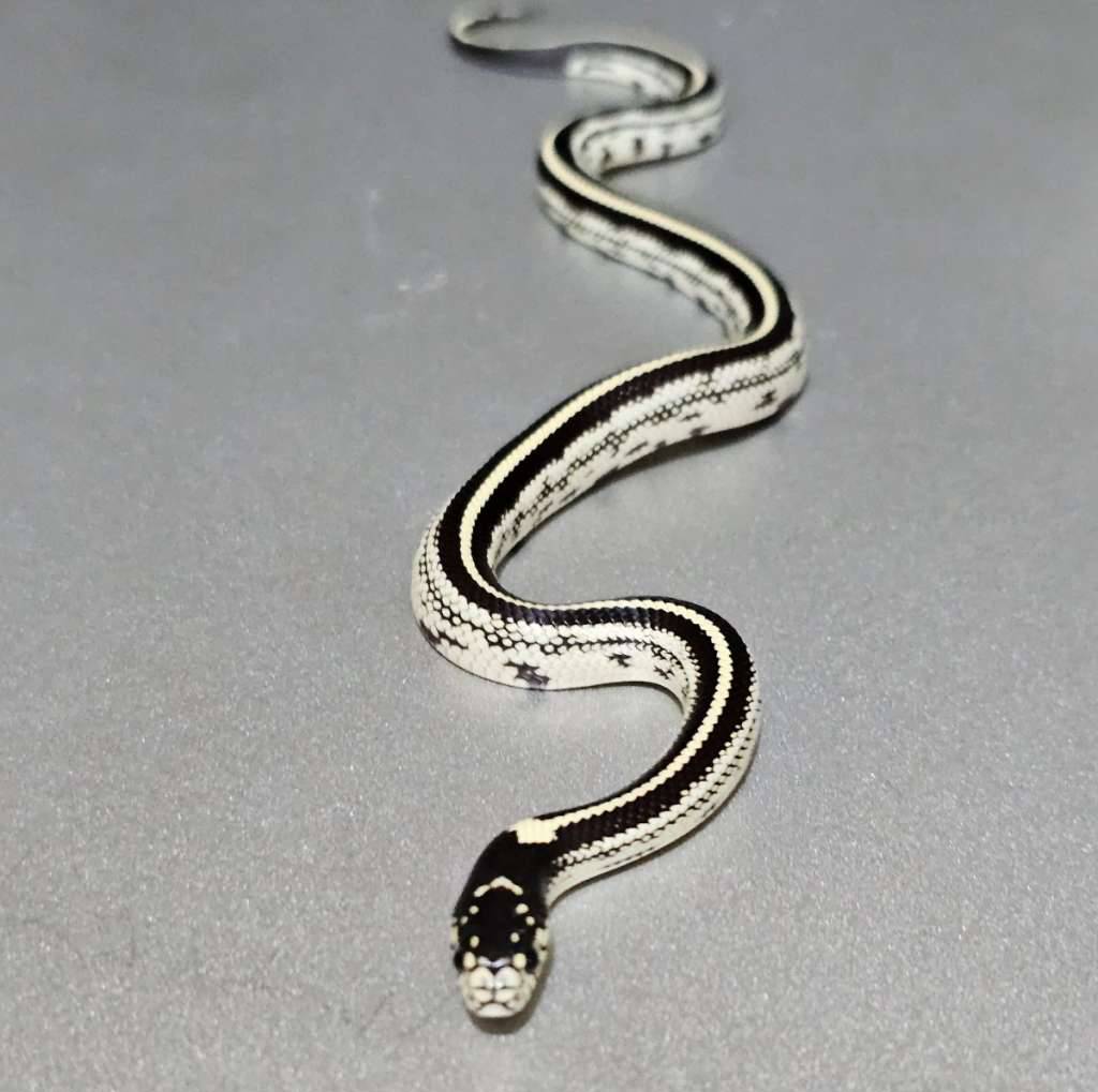 kingsnake-california-stripe-het-albino-QRZ60QTPX0