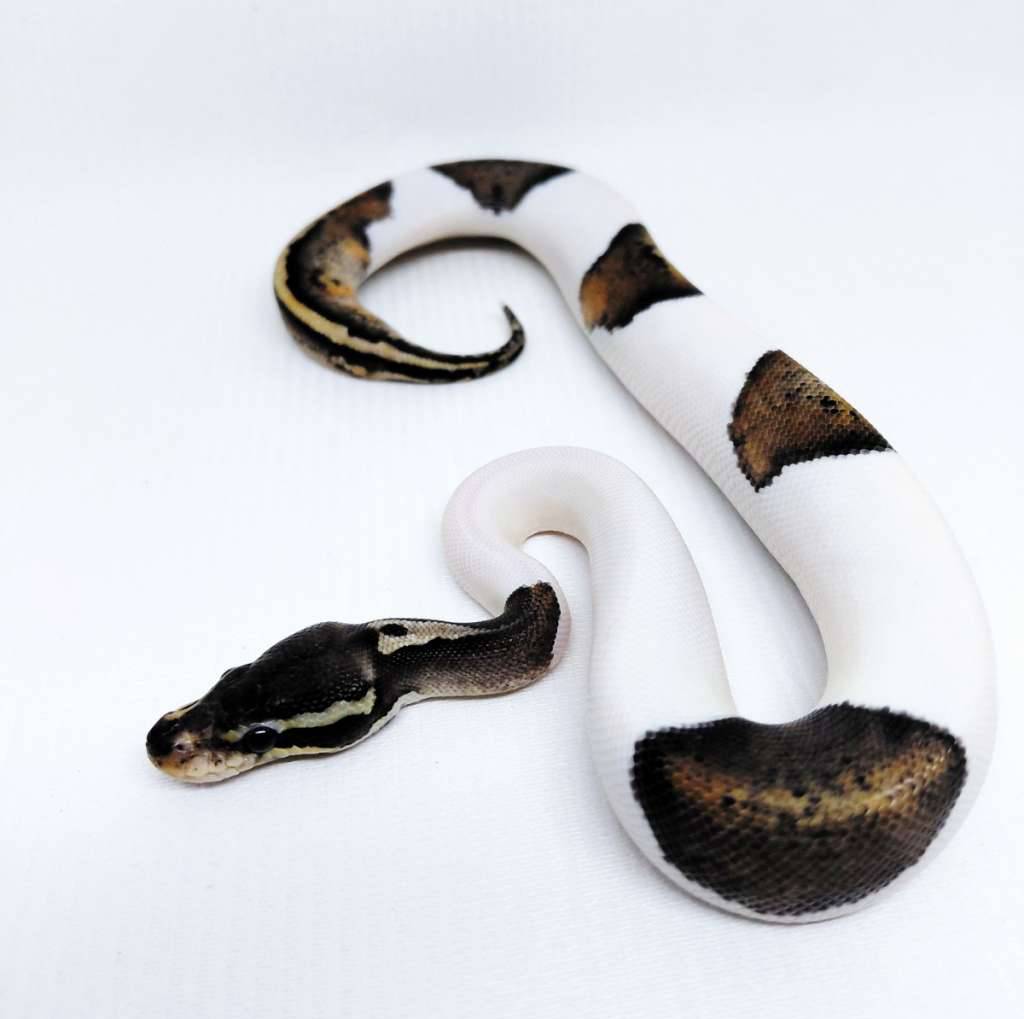 black-pewter-pied-ballpython-OJ1ZD1Y0FQ