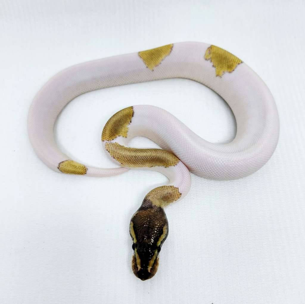 black-pastel-mojave-pied-ballpython-VT4CQ3Z4ZT