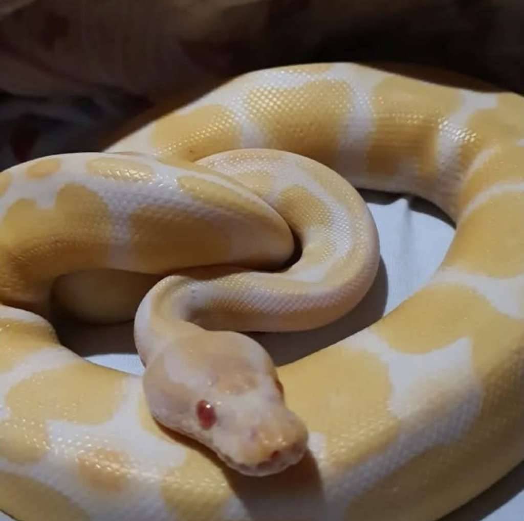 ballphyton-albino-3CRYHBQXL4