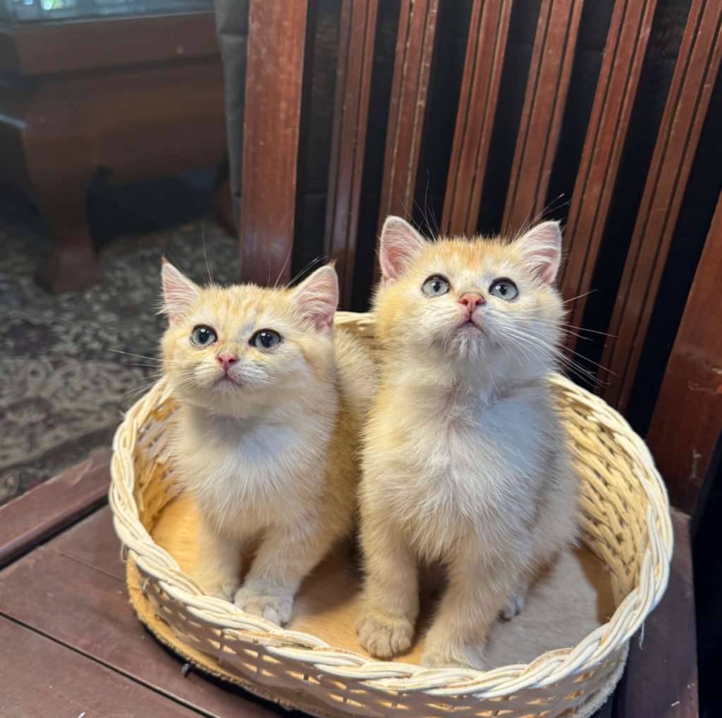 bsh-golden-XP9Y77CAYC