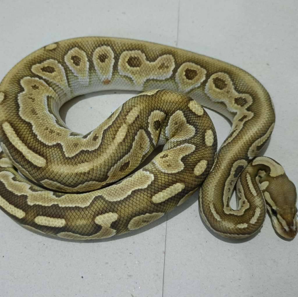 butter-chocholate-dh-clown-hypo-orange-ghost-line-proven-SO02GVP0DN