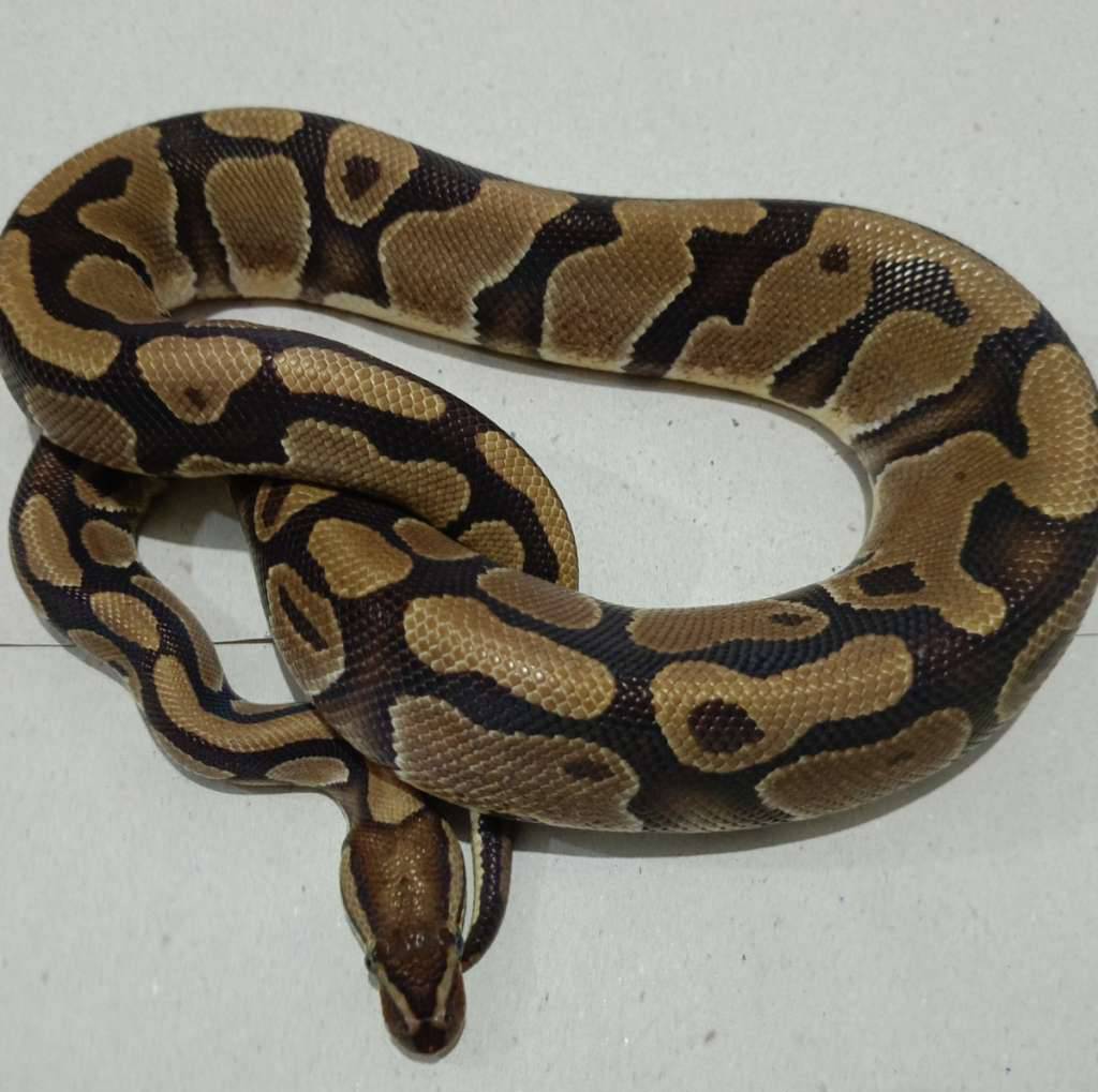 red-stripe-dh-lavender-clown-proven-RGGNPQ92FK