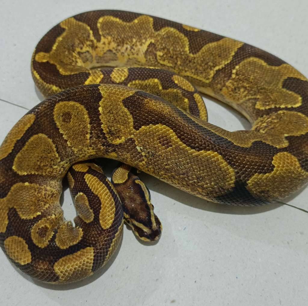 gravel-enchi-het-pied-proven-W8MZD5ZZJE