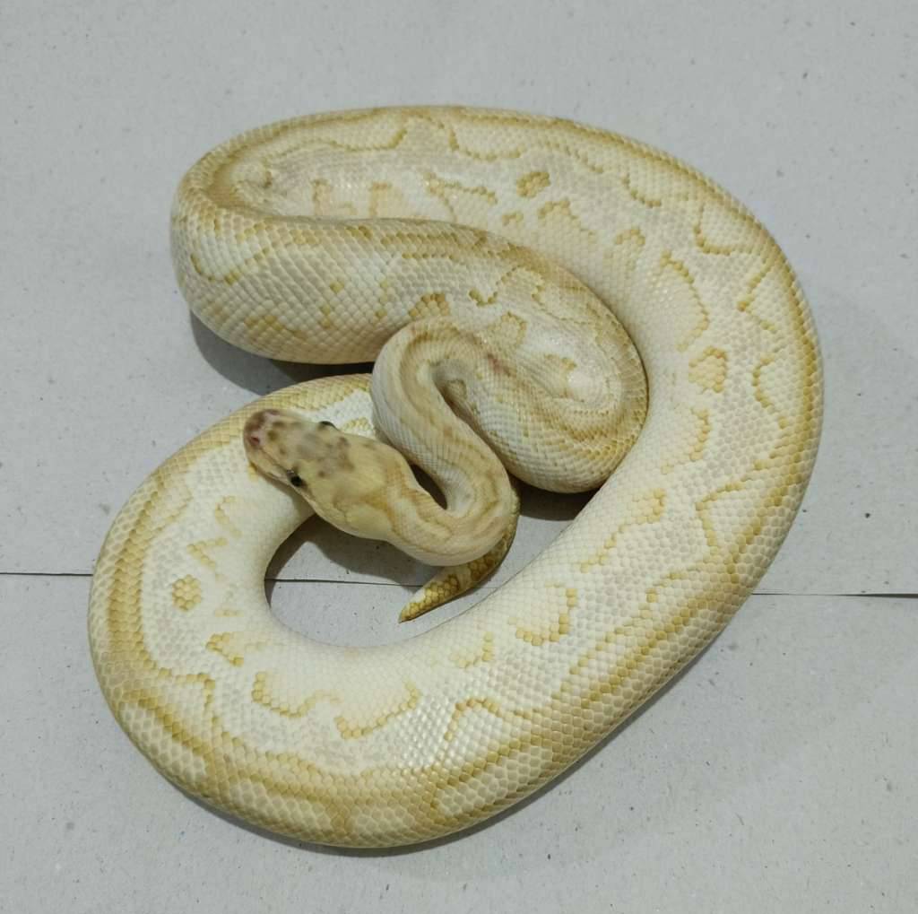 lesser-red-stripe-clown-proven-KJ1KNRCYZU