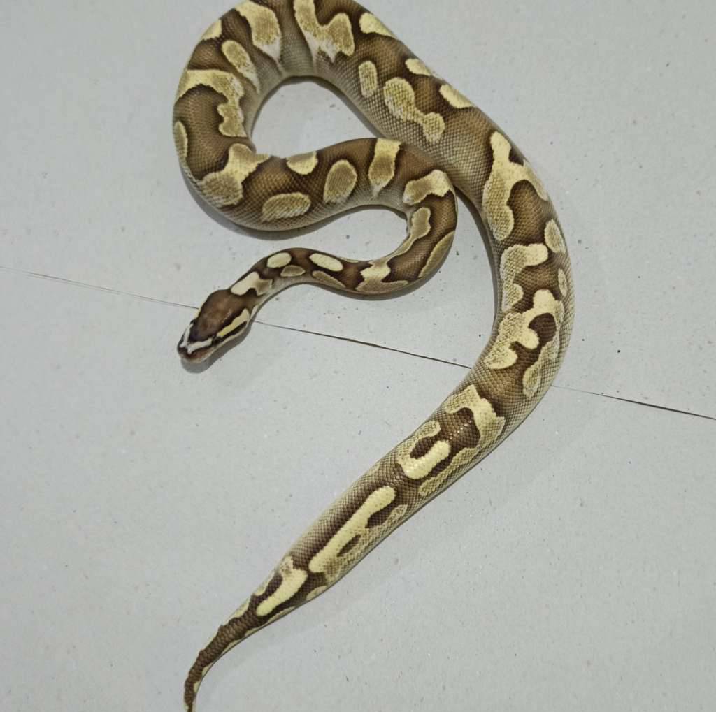 lesser-calico-scaleles-head-5ZN01DJQPI