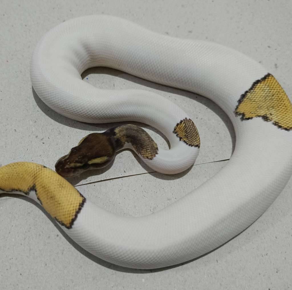 black-pewter-mojave-pied-unik-NXLQCZDU0D