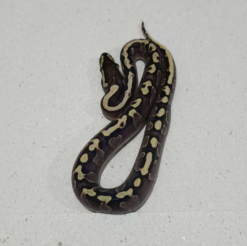 ghi-lesser-vanilla-poss-het-clown-ZWN5YKDY2O