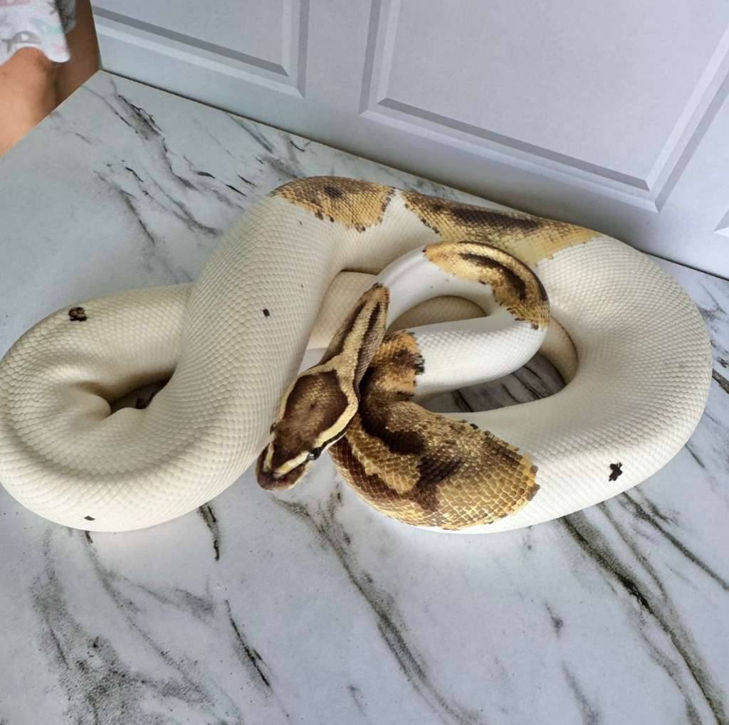 genex-pied-F1TBM14S9P