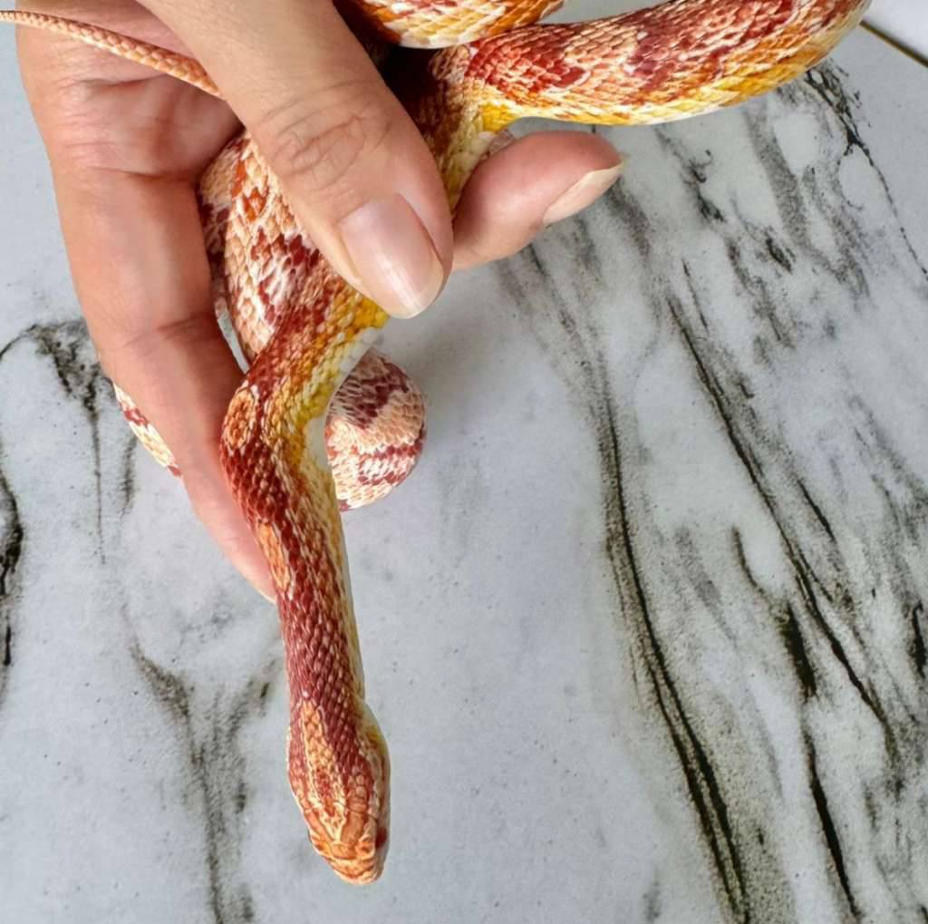 amelanistic-cornsnake-TXGJJRIO0Q