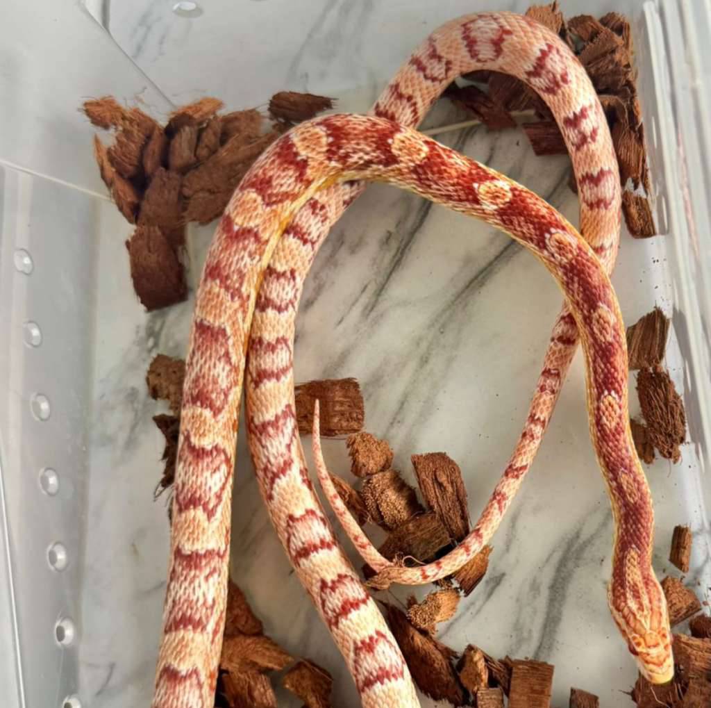 amelanistic-cornsnake-CGAKGK63IB
