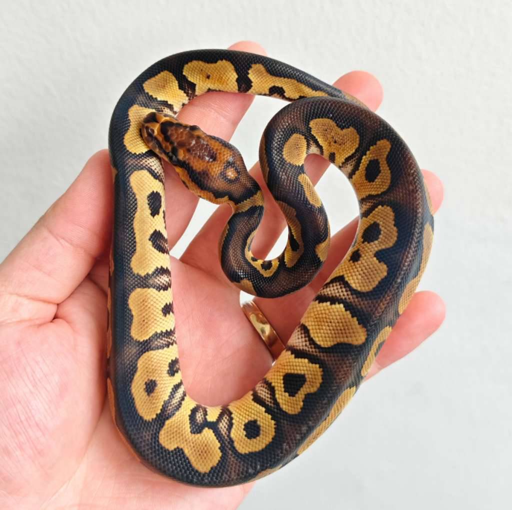 chocolate-clown-male-4394MDVFLG