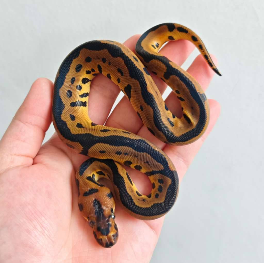 leopard-clown-male-8JF8RP13NW