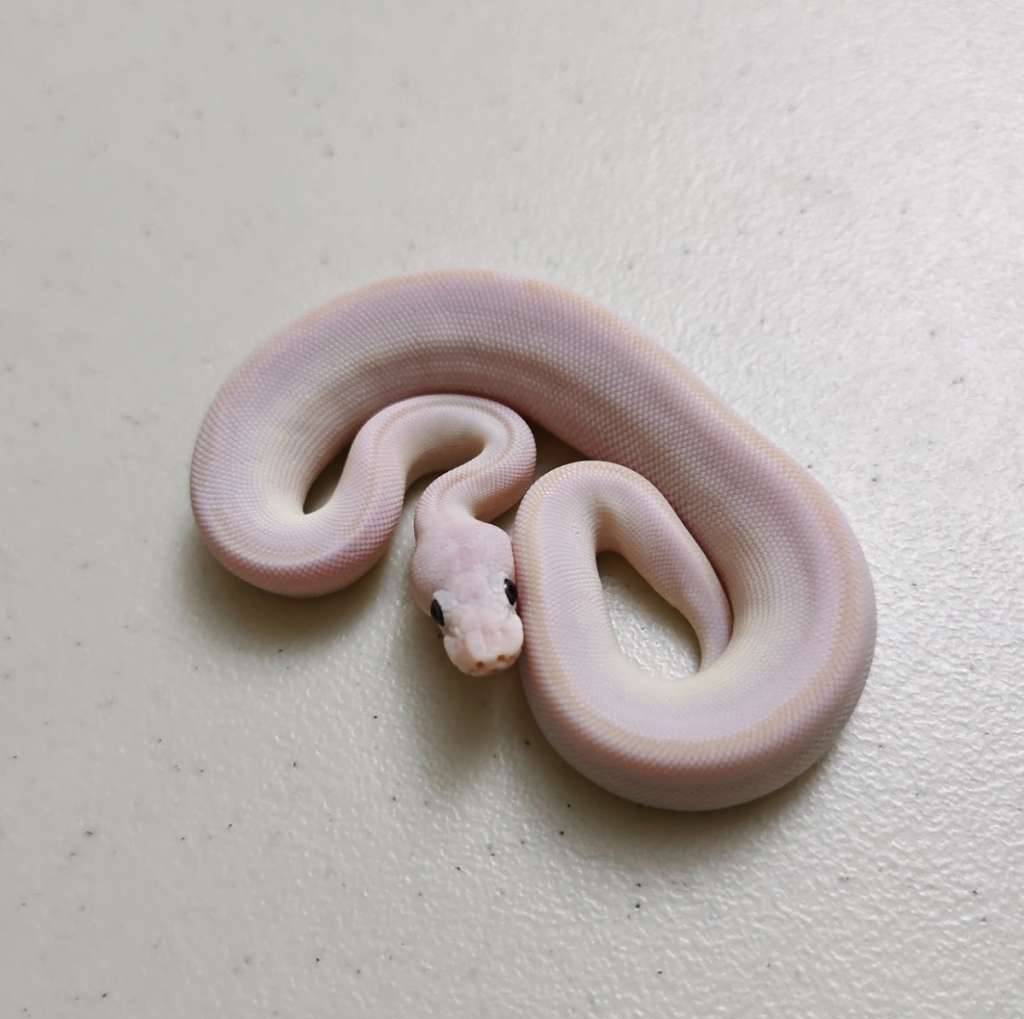 bel-poss-pastel-orange-dream-ph-pied-male-Q2XHMFMVO3