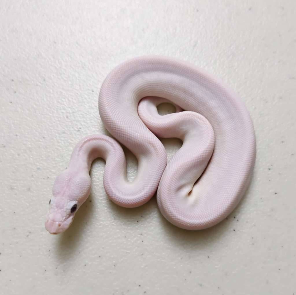 bel-poss-pastel-orange-dream-ph-pied-female-OSYTRPX6HJ