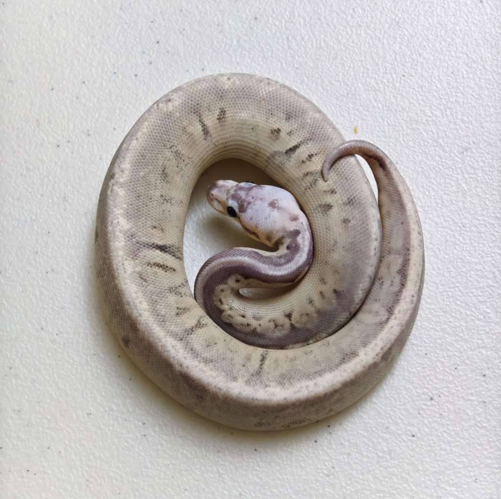 silver-streak-ph-grail-1EI57BW4NY