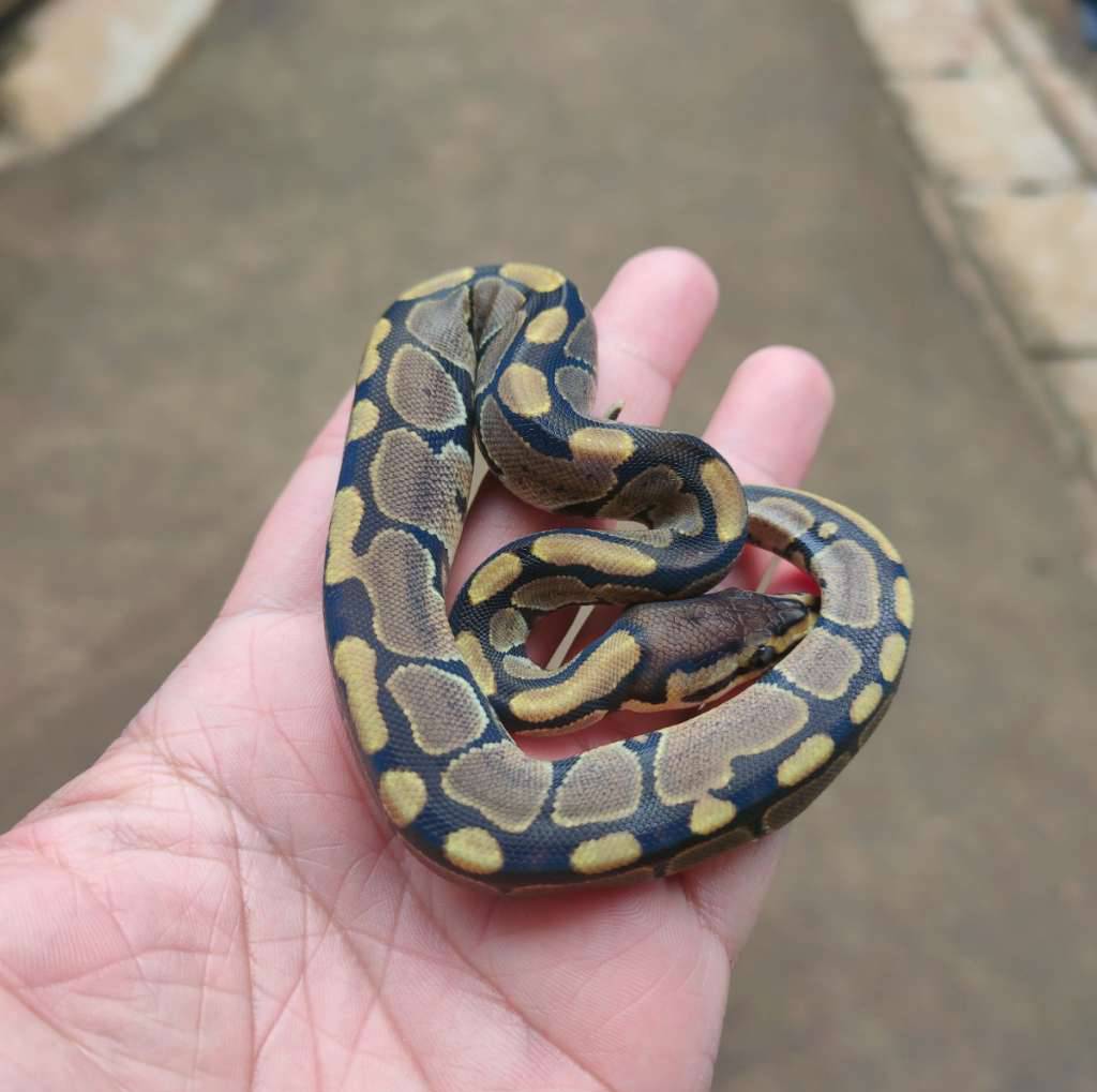 ball-python-wild-type-normal-motif-ajib-unsex-baby-AZX1KI2J95
