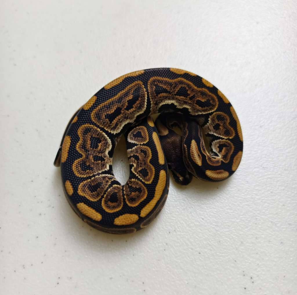 black-pastel-ph-grail-NOJPI006EW