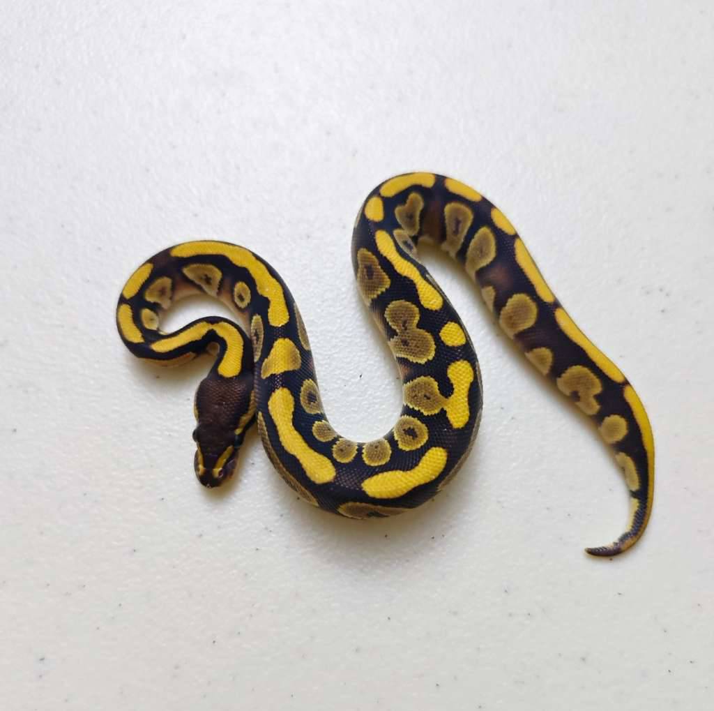 mojave-ph-pied-male-TM1X3YL3RR