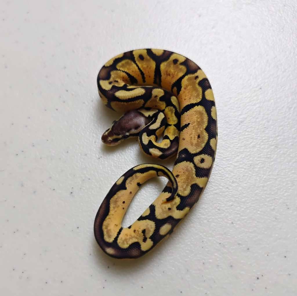 pastel-ph-pied-male-V7SSFGDUMD