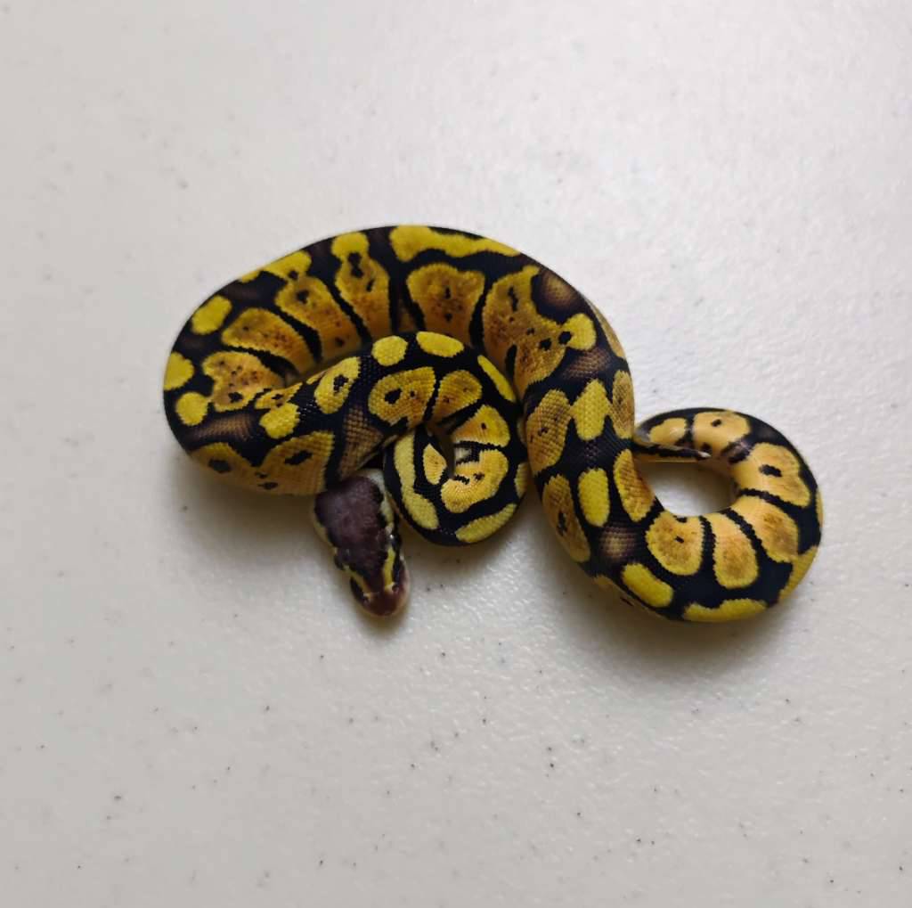 pastel-orange-dream-ph-pied-male-FRGI4XQSGS