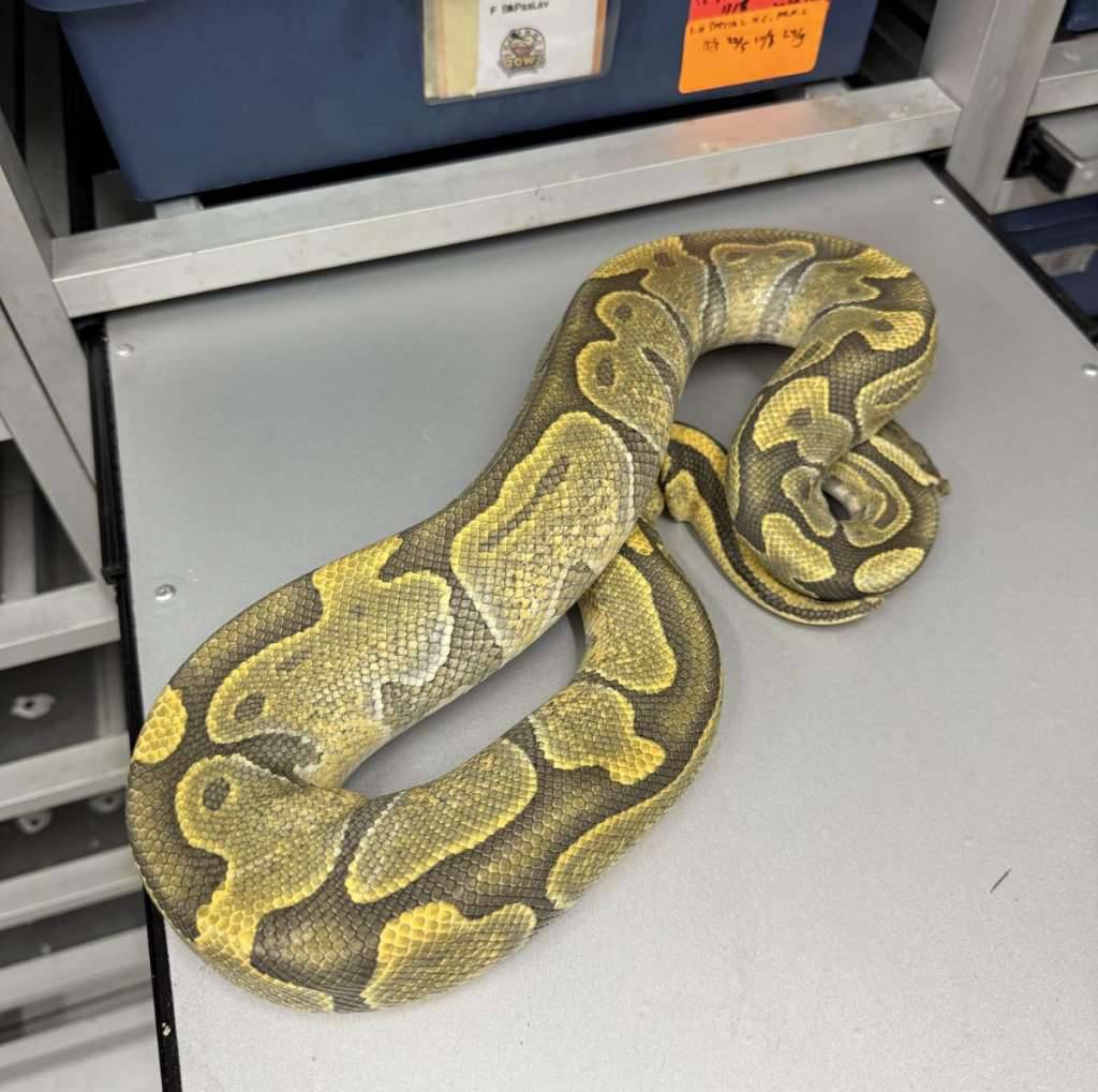 betina-hypo-M7IJ5J9CMP