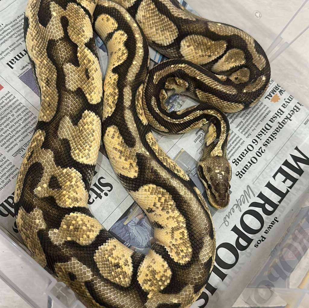 betina-pastel-enchi-IFMVZQW9CH