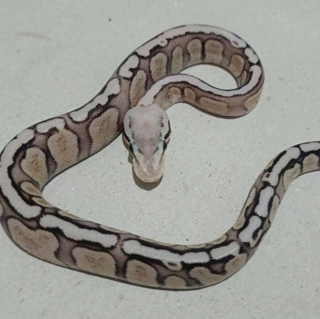 ghi-fire-fly-specteryellow-belly-RCNNBCAJS8