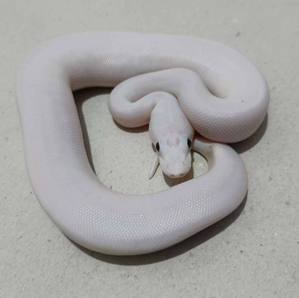 white-weeding-clownhet-clown-poss-orange-dream-OBPKVQMRYU