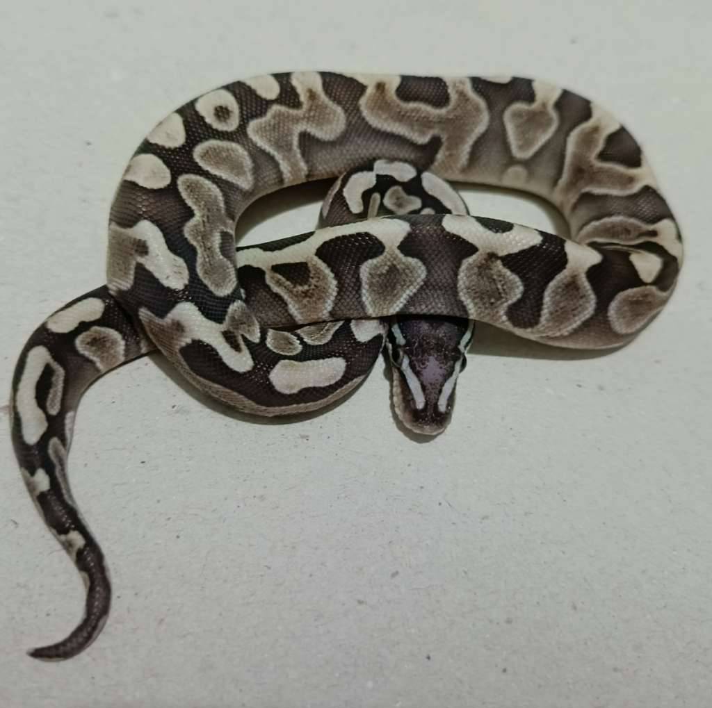 ghi-lesser-scaleles-head-ph-axantic-tsk-01PAB7P1DO