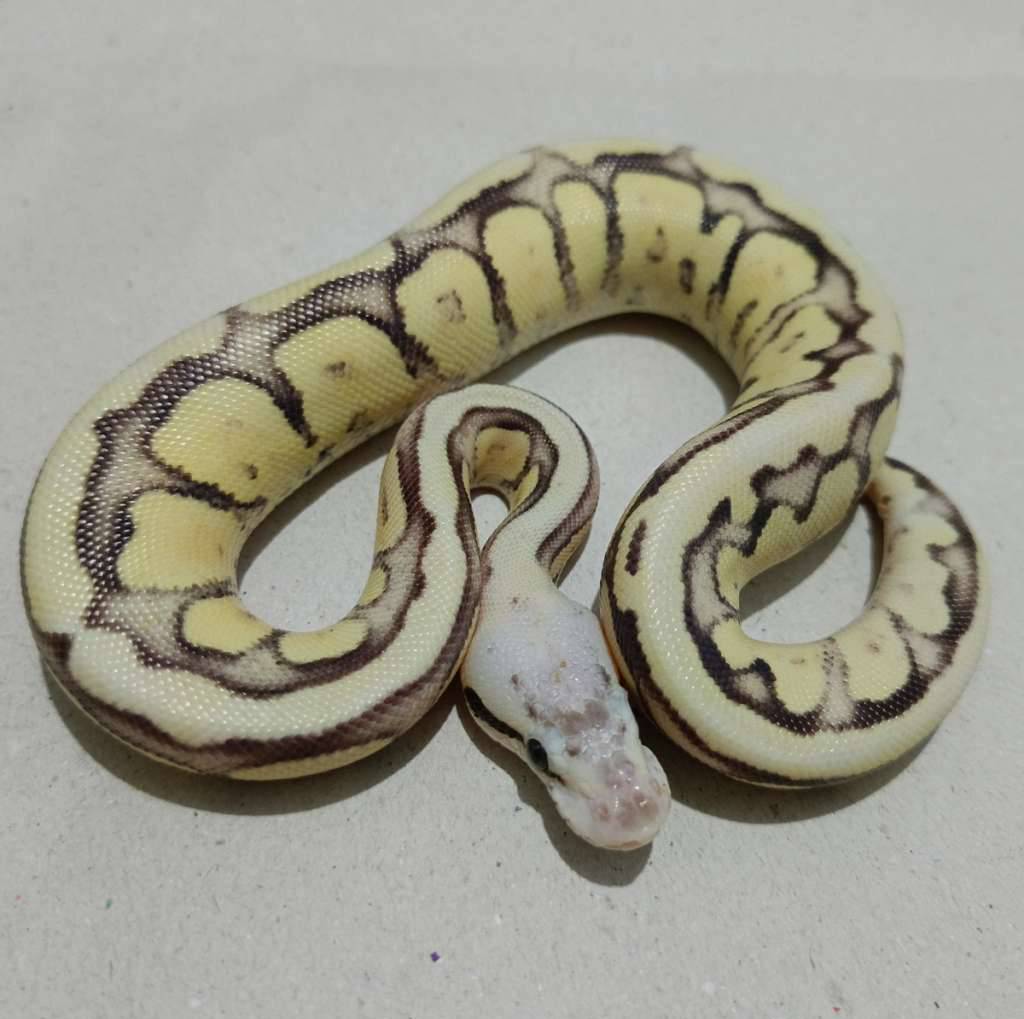 fire-fly-od-specteryellow-belly-ICHDNPG4VF