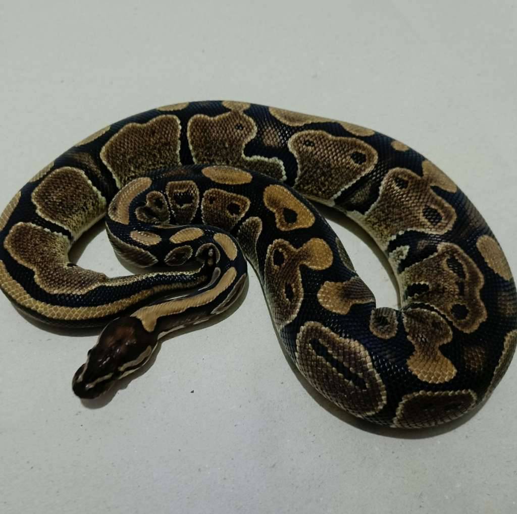 double-het-vpi-axantic-pied-M7RMVLVIC9