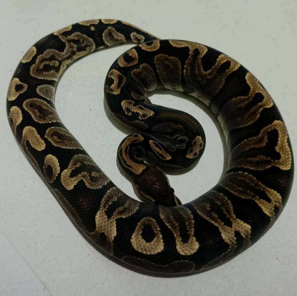 super-ghi-enchi-poss-het-lavender-pied-TQT8IM0LUT