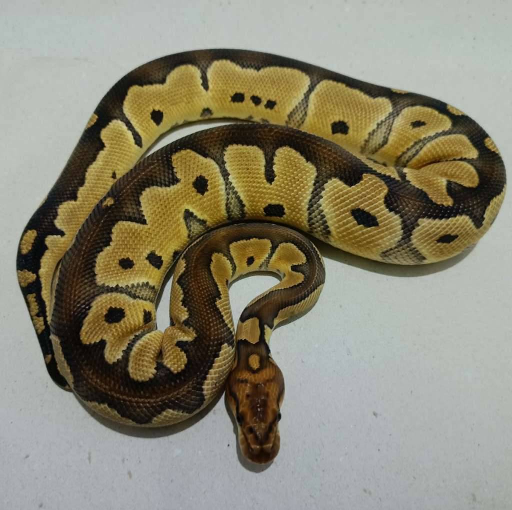 clown-het-deserd-ghost-R6N0LAYMH4