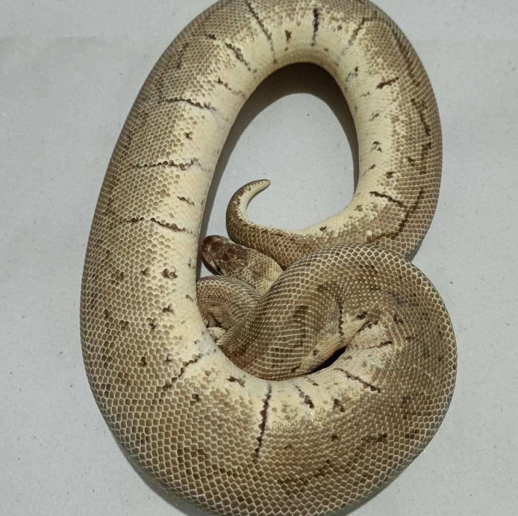 lemon-blast-specter-het-deserd-ghost--proven--UR7HGTTNPI