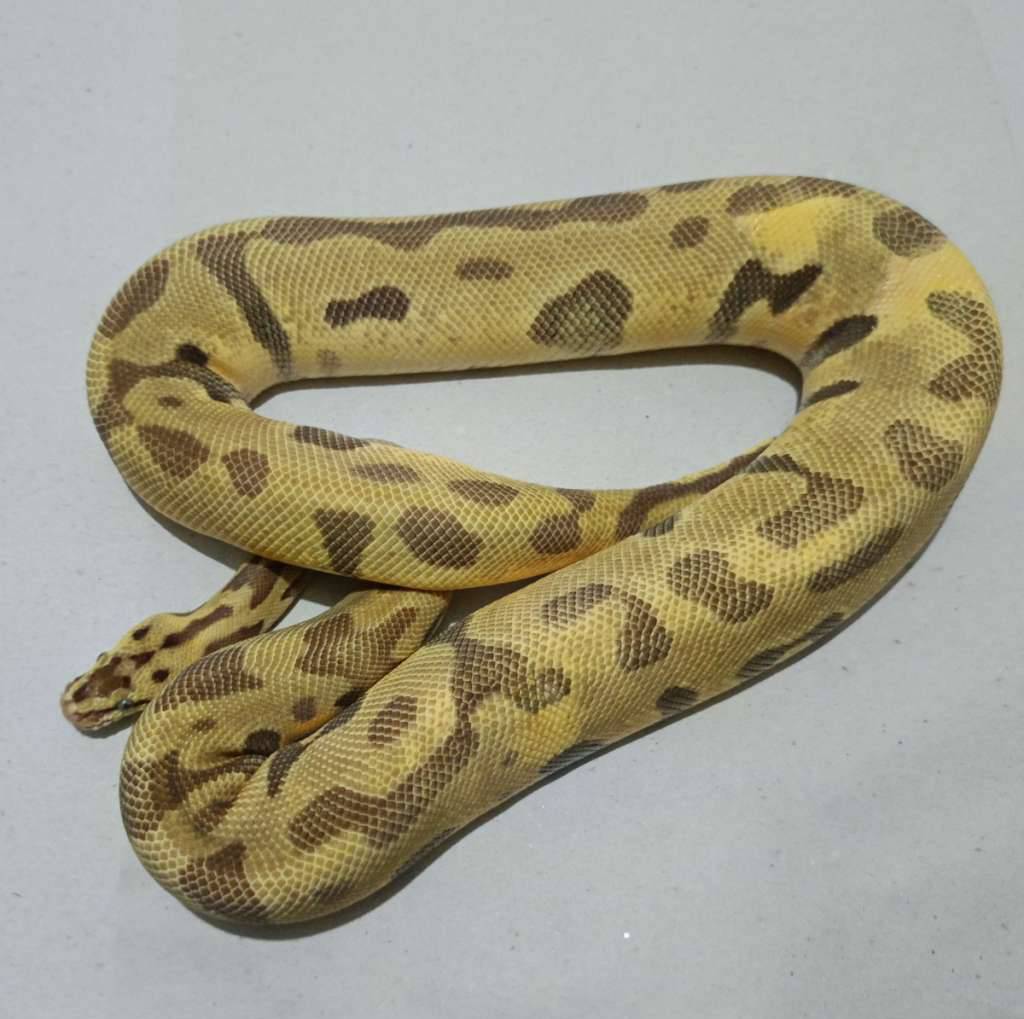 leopard-pastel-enchi-het-grail-Y19DJM2C27