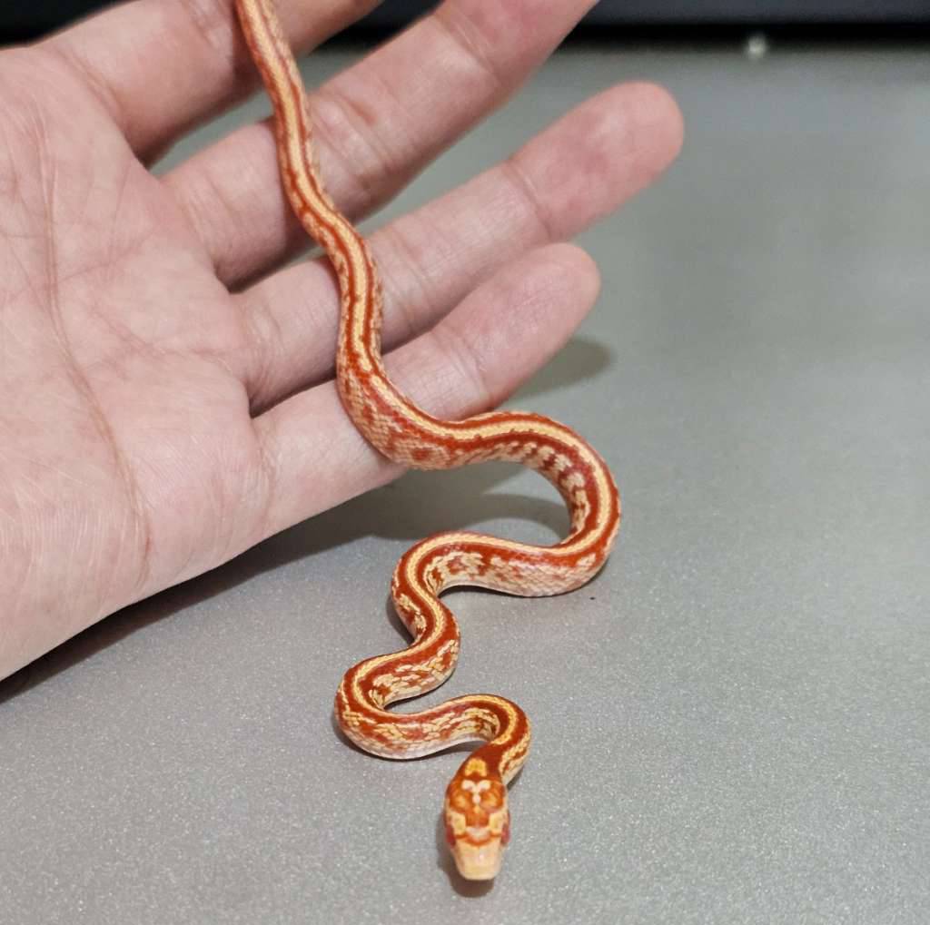 hybrid-supercorn-albino-tessera-UGUJ10HALN