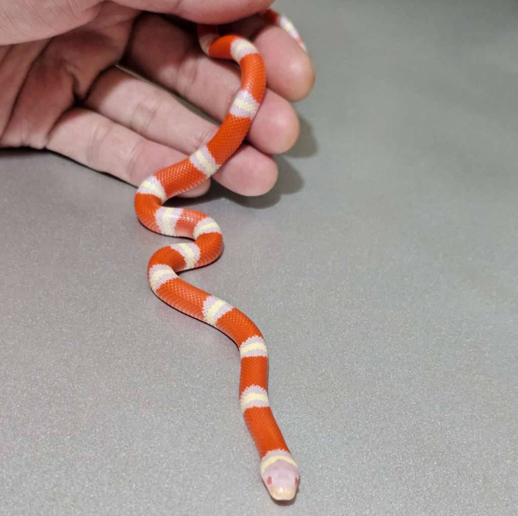 milksnake-nelsoni-albino-P34MHQ1RPR