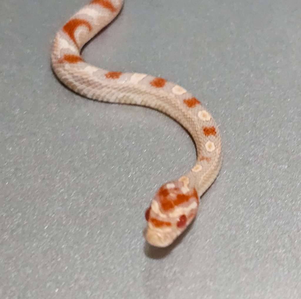 cornsnake-extreme-reverse-okeetee-WL5X0K2OJC