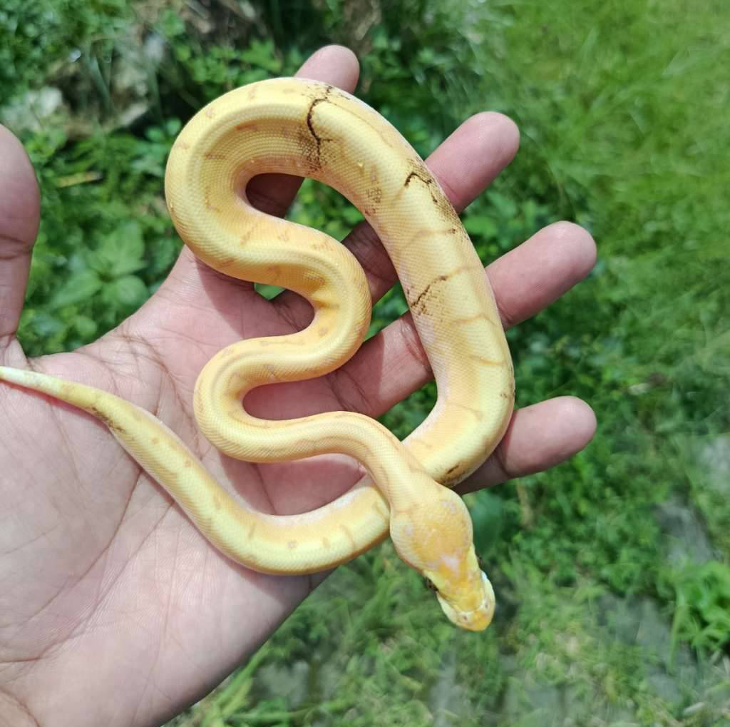 banana-spiner-paradox-O4QKGHMS77