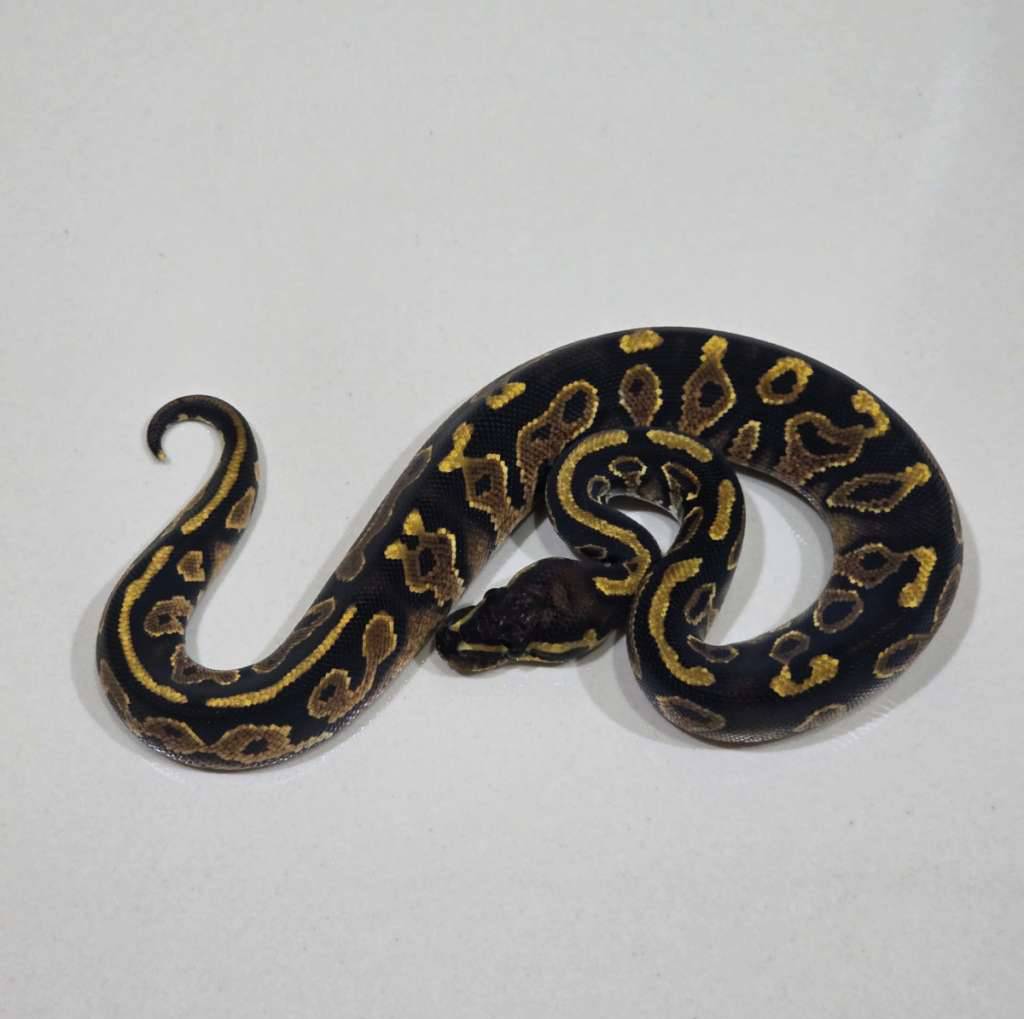 hurricane-yellow-belly-het-pied-6C8TT990PQ