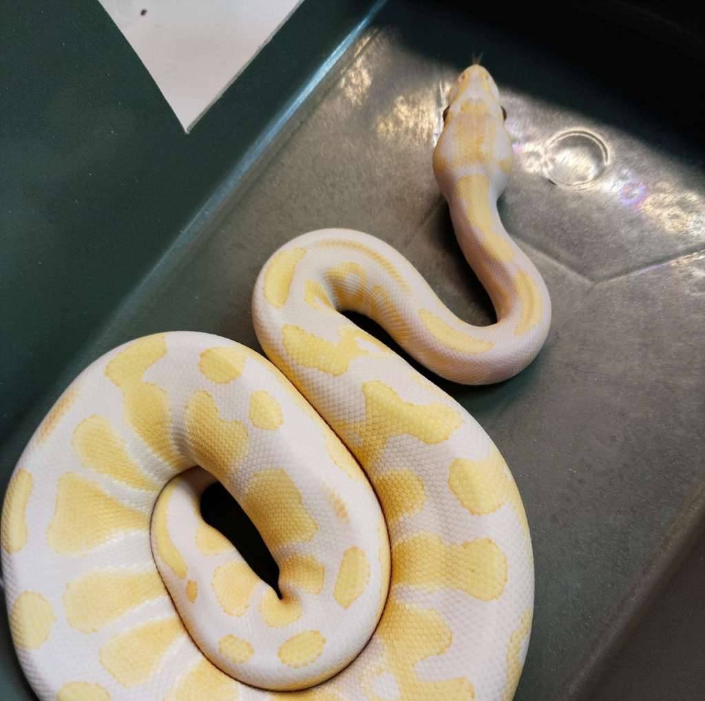 lavender-het-dg-ph-clown-60EB67RB37