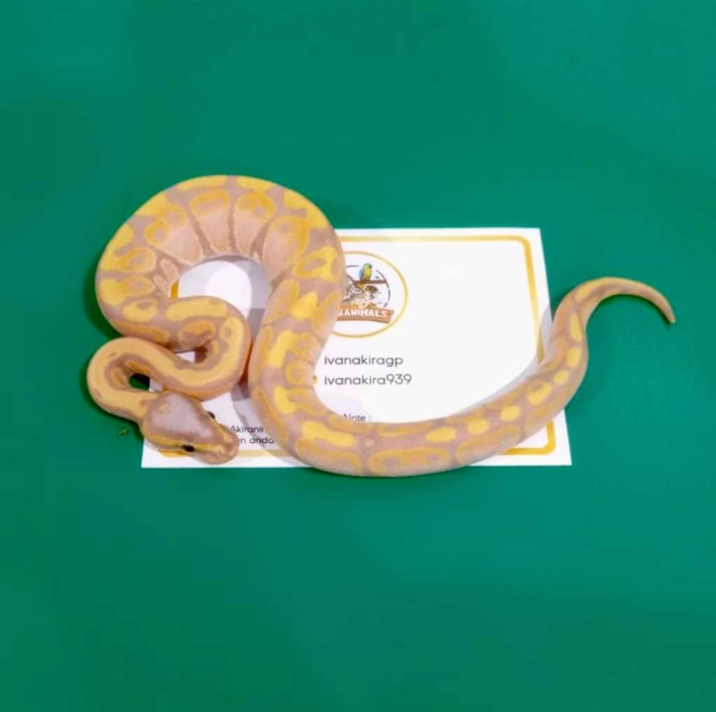 banana-ball-python-female-maker-250404m-DU8U029NSD