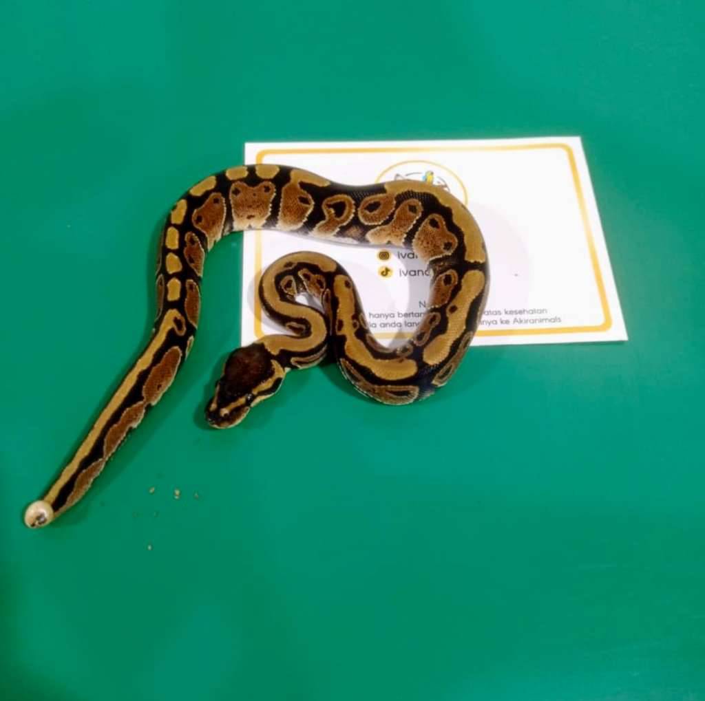normal-ball-python-minus-ekor-250402f-G0YAS2QX4X