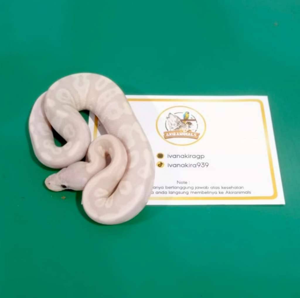 super-banana-phantom-ball-python-250406m-E2C0UF4T8L