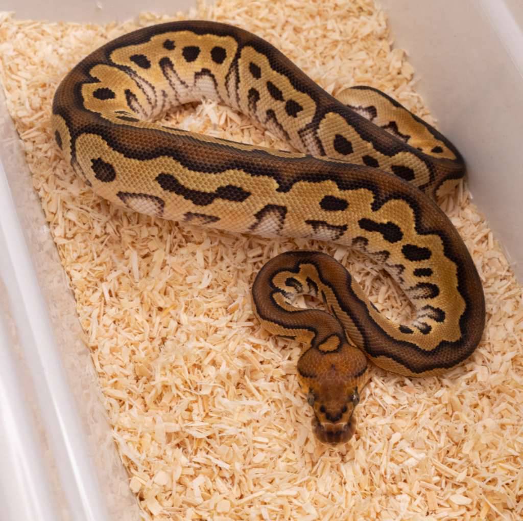 hurricane-clown-poss-od-MRM3NS5GSL